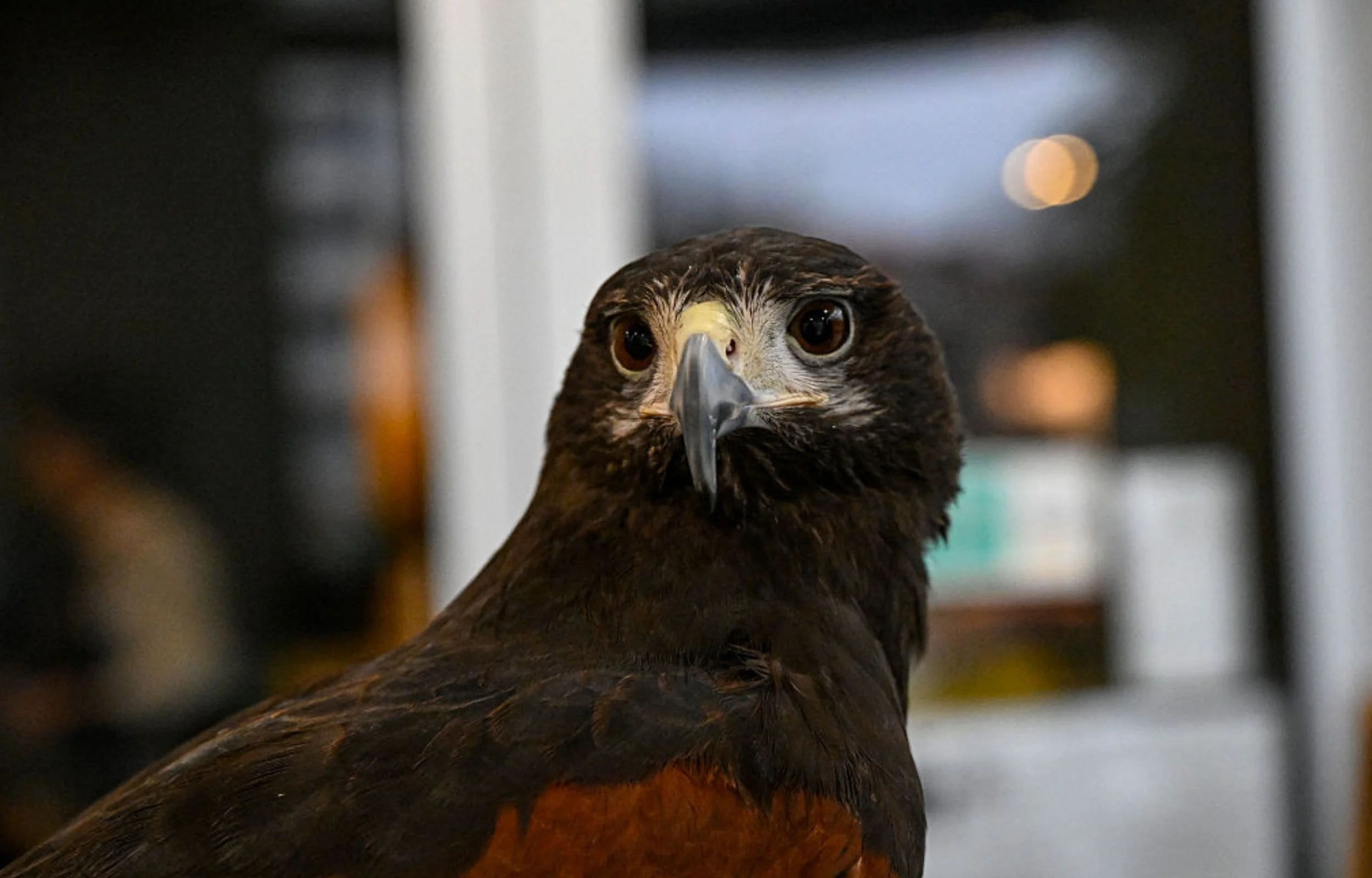 Ford Had a Pigeon Problem at Its Mexico Plant. So It Hired an Unlikely Security Guard Named ‘El Charro’ to Solve It.